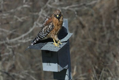 Red-shouldered Hawk - Behavior