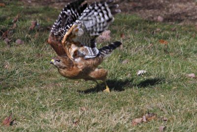 Red-shouldered Hawk - Behavior