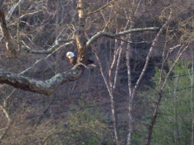 Bald Eagle on the Levisa River