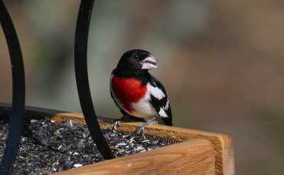 Rose-breasted Grosbeak (male)