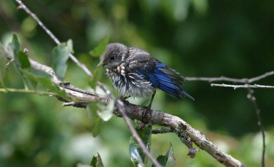Eastern Bluebird - Juvenile male
