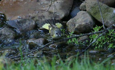 American Redstart - 1st year male