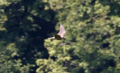 Peregrine Falcon in the Breaks Interstate Park