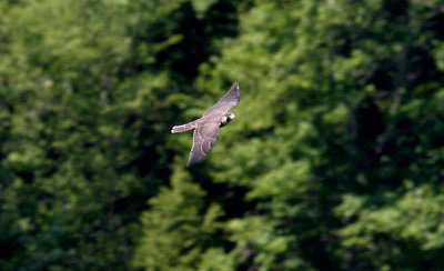 Peregrine Falcons Return to the Breaks Park