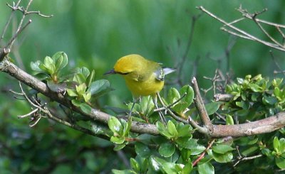 Blue-winged Warbler - male