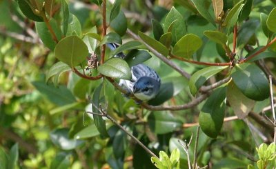 Cerulean Warbler - male