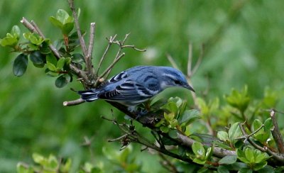 Cerulean Warbler - male