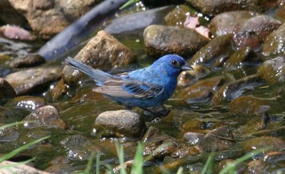 Indigo Bunting - male