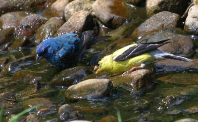 Indigo Bunting and Am. Goldfinch