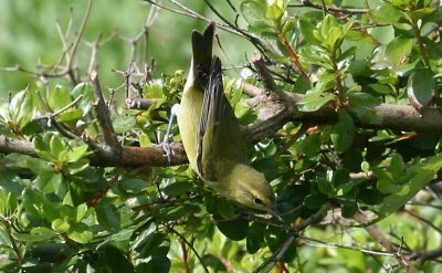 Tennessee Warbler