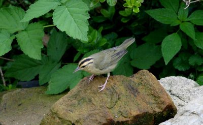 Worm-eating Warbler