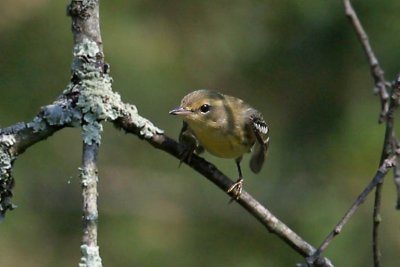Blackburnian Warbler - 1st year female