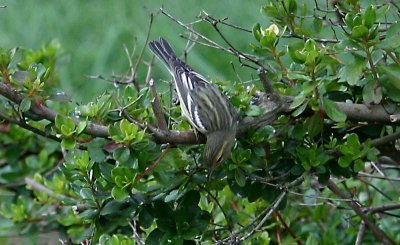 Blackburnian Warbler - 1st year female