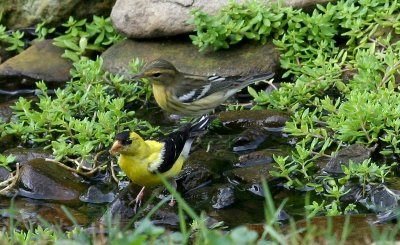 Blackburnian Warbler and American Goldfinch