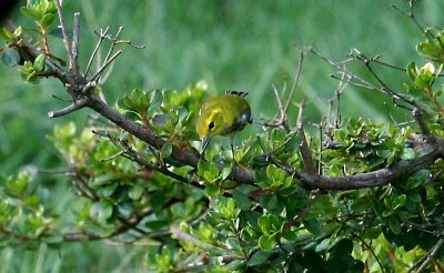 Black-throated Green Warbler - female