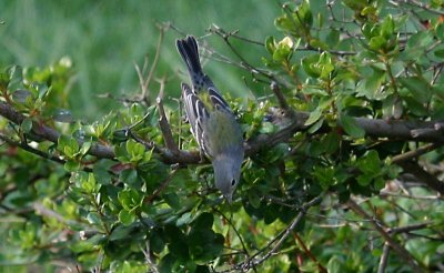 Magnolia Warbler - 1st year female