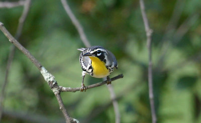  Yellow-throated Warbler