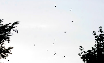 Common Nighthawks