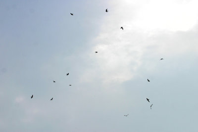 Common Nighthawks