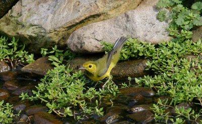 Hooded Warbler - juvenile male