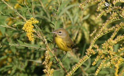 Prairie Warbler