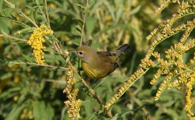 Prairie Warbler - another view