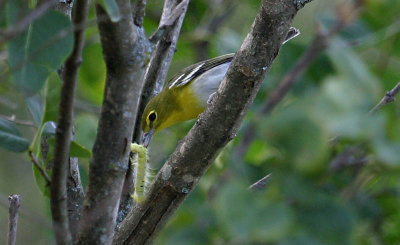 Yellow-throated Vireo Gets Lunch