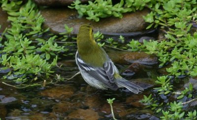 Black-throated Green Warbler - My Own Spot