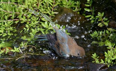 Indigo Bunting
