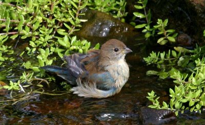 Indigo Bunting - male