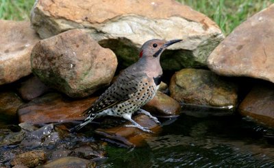 Northern Flicker