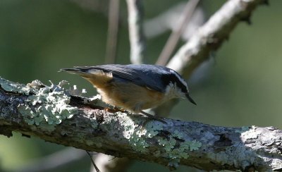First Red-breasted Nuthatch
