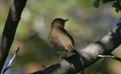 Swainson's Thrush