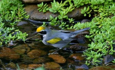  Golden-winged Warbler - male