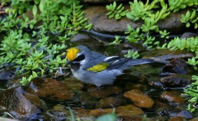 Golden-winged Warbler