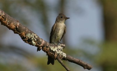 Eastern Wood Pewee