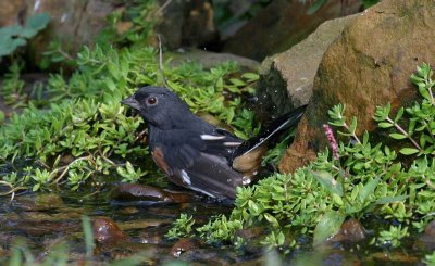 Eastern Towhee - male