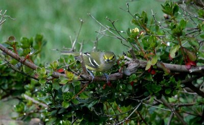White-eyed Vireo