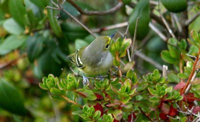 White-eyed Vireo