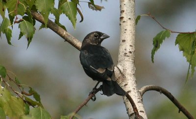 Molting Brown-headed Cowbird - male