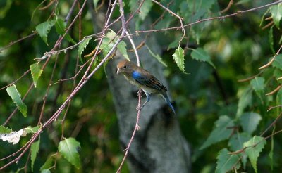 Molting Indigo Bunting - male