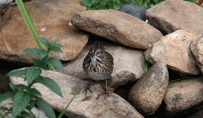 Fall Migration October 11, 2007 - Lincoln's Sparrow