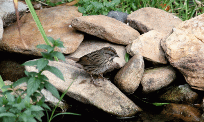 Lincoln's-Sparrow