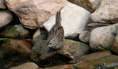 Lincoln's-Sparrow