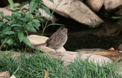 Fall Migration October 11, 2007 - Lincoln's Sparrow