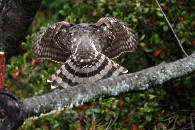 Headless Juvenile Coopers Hawk