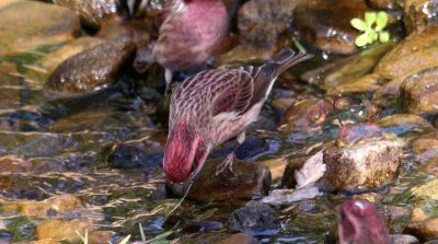 Male Purple Finches
