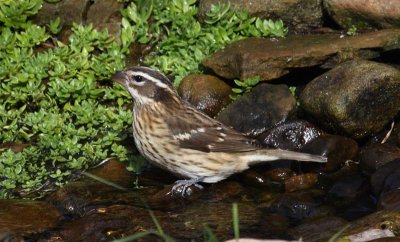 Rose-breasted Grosbeak - female