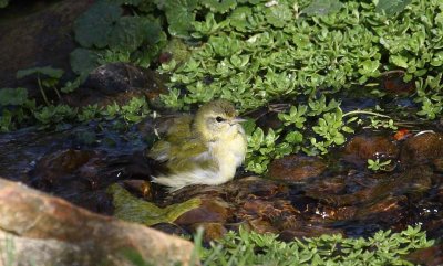 Tennessee Warbler