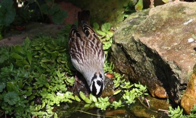 White-crowned Sparrow with unusual head spot